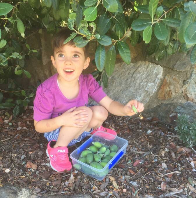 Anja Shanahan, 4, with some of the 2020 feijoa crop from her grandparents trees. Picture: Chris Shanahan