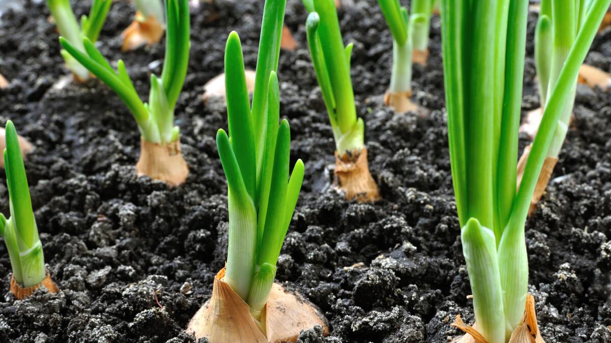 If there's one thing that reminds you winter will pass, it's something green poking out of the soil. Picture: Shutterstock