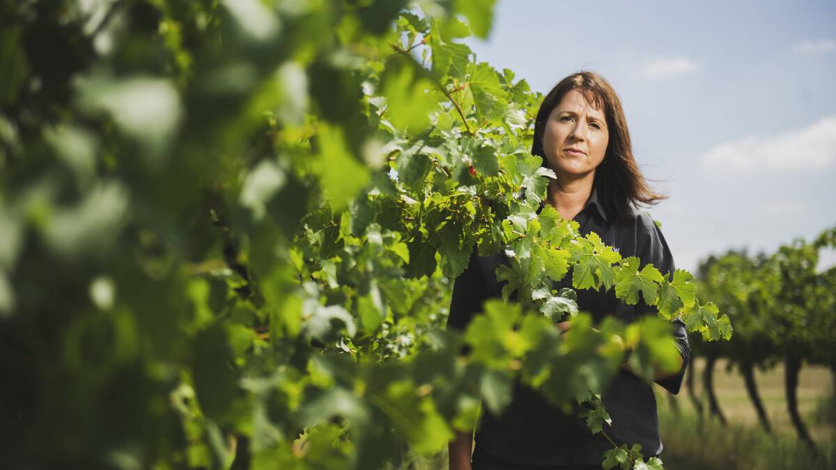 Karen Shaw, from Shaw Wines, among the shiraz grapes at the Murrumbateman vineyard. Picture: Dion Georgopoulos