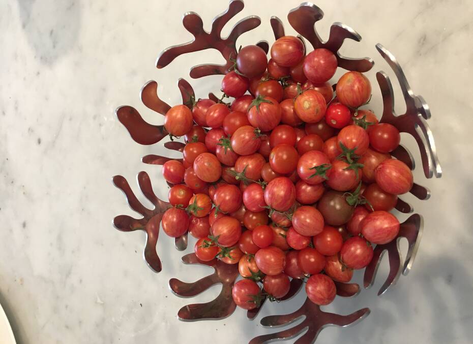 Cherry tomatoes in a swish Alessi Mediterraneo bowl which looks like waving fingers of kelp. Picture: Supplied