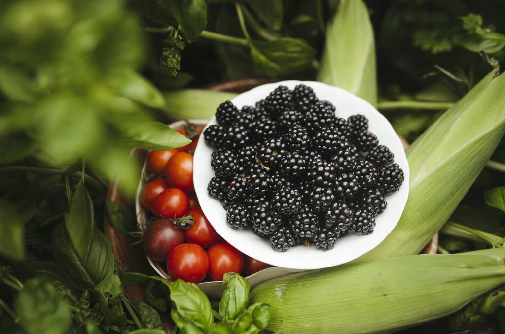 A harvest basket of blackberries, tomatoes and corn. Picture: Dion Georgopoulos 