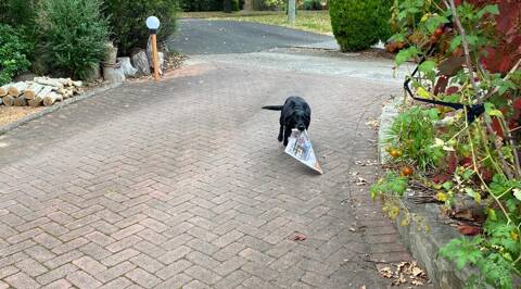 Gaby the dog bringing in The Canberra Times. Picture: Leo Dobes