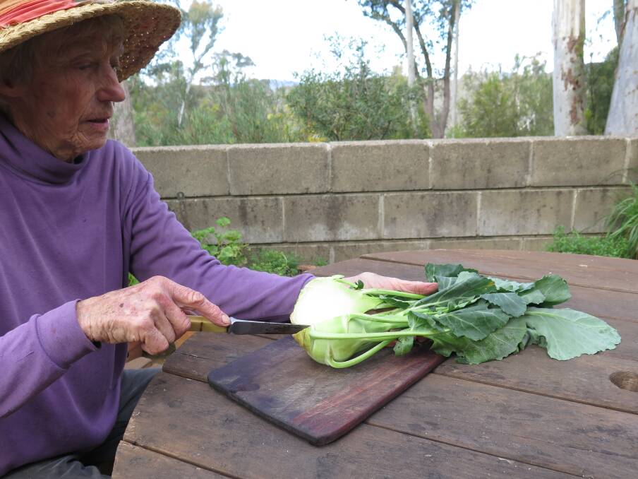 Jenny Andrews cutting her first harvested kohlrabi. Picture: Keith Pantlin