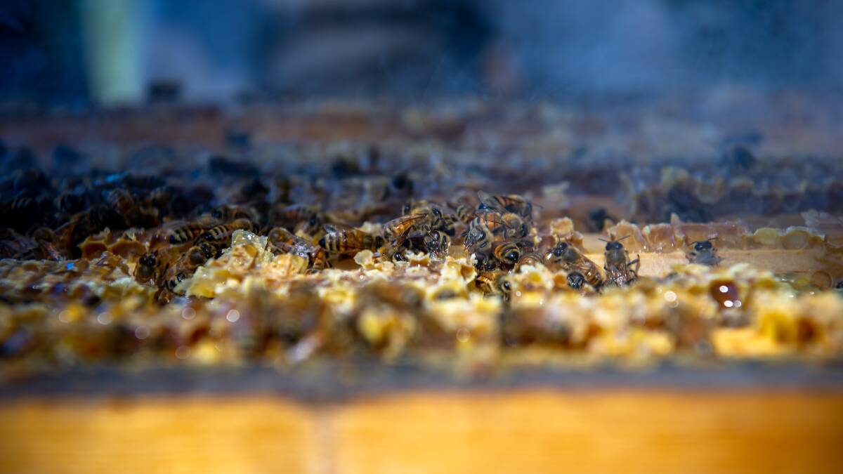 Inside the hives at Australian Parliament House. Picture: Elesa Kurtz