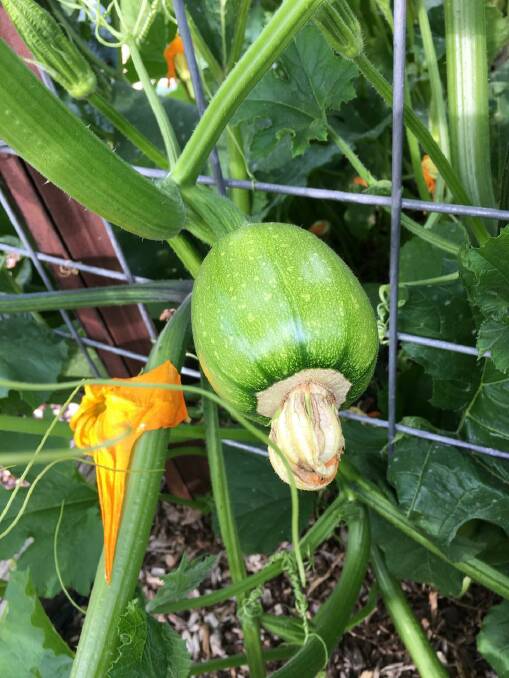 A zucchini growing at the Charnwood Community Garden. Picture: Ange McNeilly