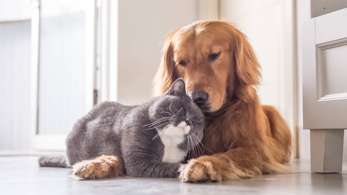 Dog owners are looking for companionship, cat owners for affection. Picture: Shutterstock