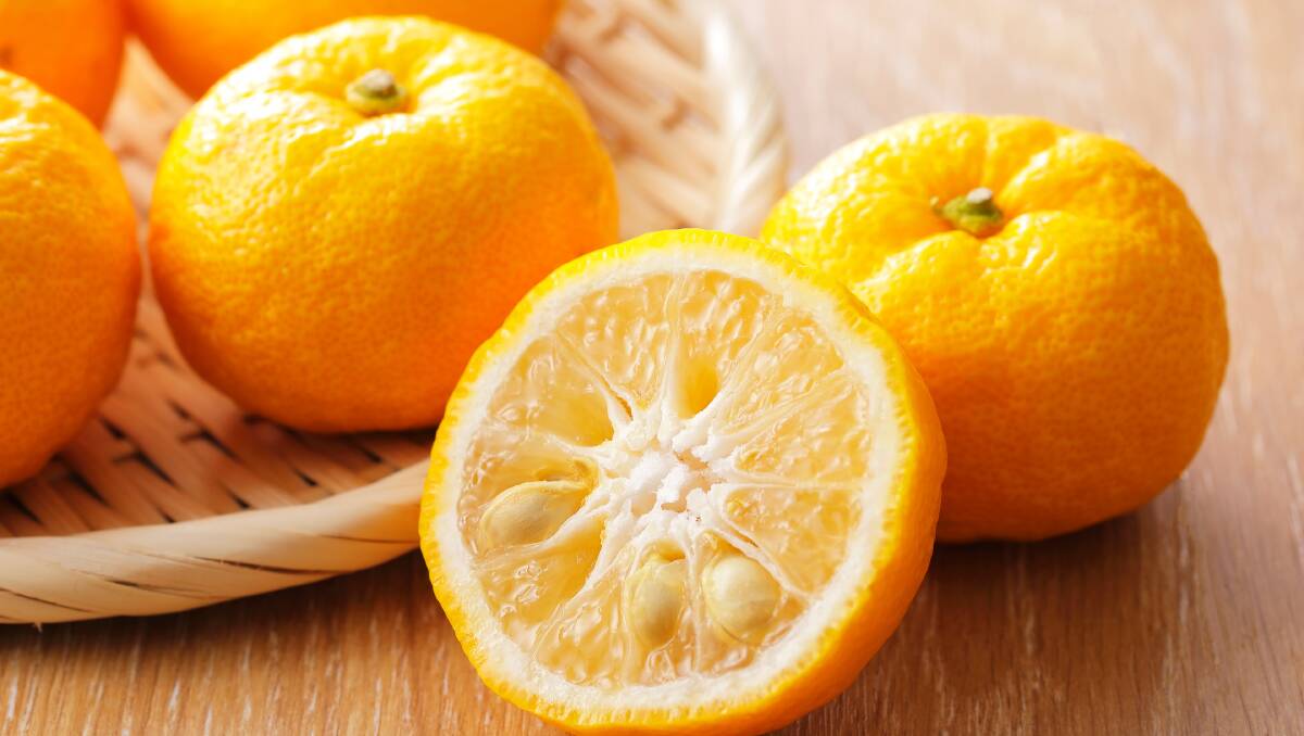 Yuzu is a traditional Japanese citrus fruit used for both its juice and rind. Picture: Shutterstock