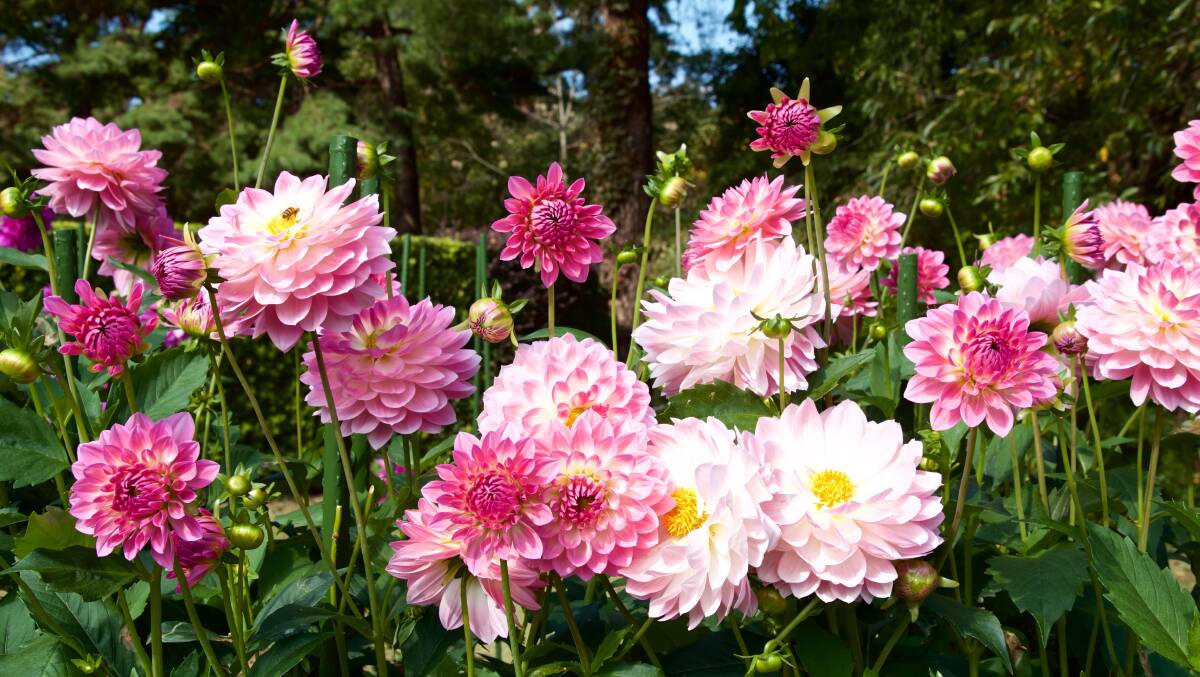 Opposite the vegetable beds is a large raised bed of dahlias. Picture: Elesa Kurtz