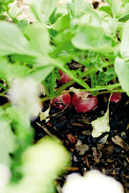The top 5 easiest-to-grow veggies