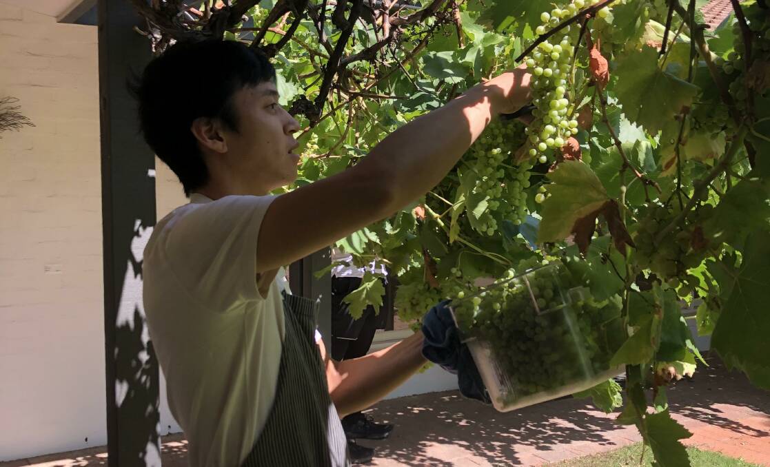Chef David Lockwood picking bunches of sultana grapes at Beaver Galleries. Picture: Emma Lonsdale