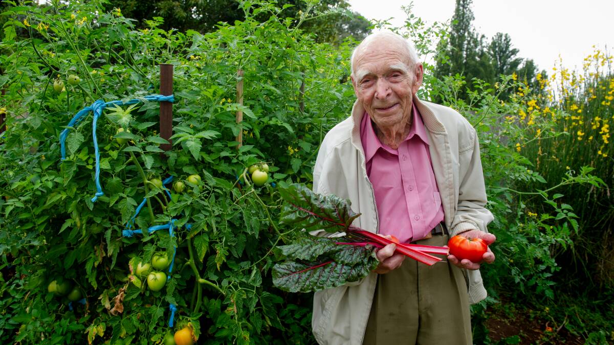 Les Cook with tomatoes and silverbeet among his tomato plantings. Picture: Elesa Kurtz