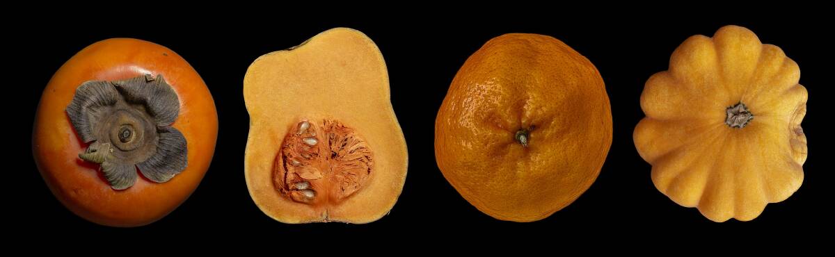 Orange, squash to persimmon. Picture: Judy Parker
