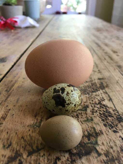 Just laid eggs from Garran, King quail in the front, Japanese quail egg in the middle and large Isa Brown chicken egg. Picture: Jenean Spencer
