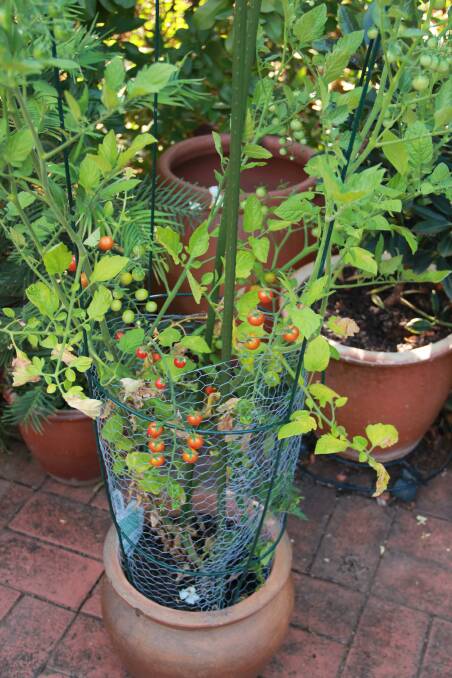 Jim Fox's Sweetbite tomato plant. Picture: Jim Fox
