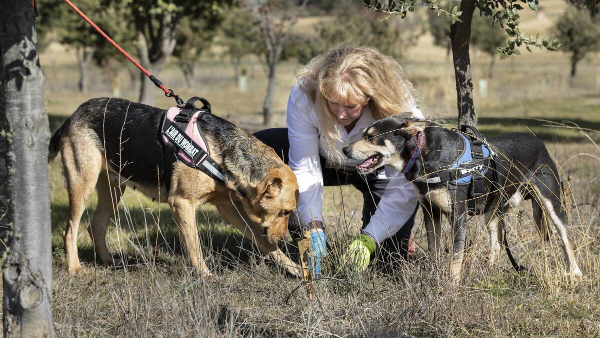 Tricia Kwast with Roxy and Barry at L'Air du Wombat Truffles. Picture: Supplied