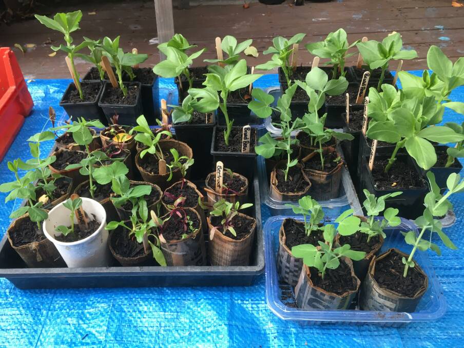 Broad bean and beetroot seedlings raised by Canberra Seed Savers Cooperative. Picture: Susan Parsons