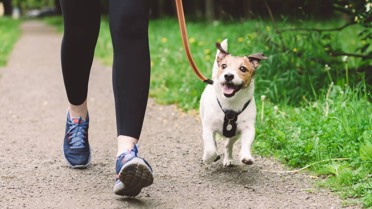 Your four-legged friend will enjoy a daily walk as much as you do. Picture Shutterstock