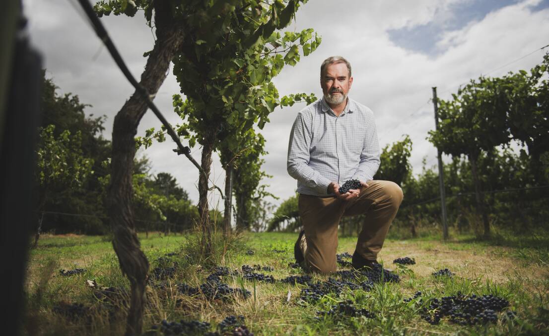 Tim Kirk at Clonakilla was another winemaker to lose his 2020 harvest. Picture: Dion Georgopoulos