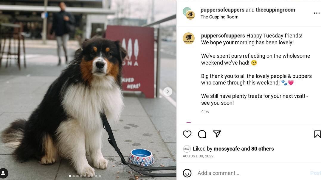 The Cupping Room in the City has its own @puppersofcuppers Instagram account. Picture Instagram
