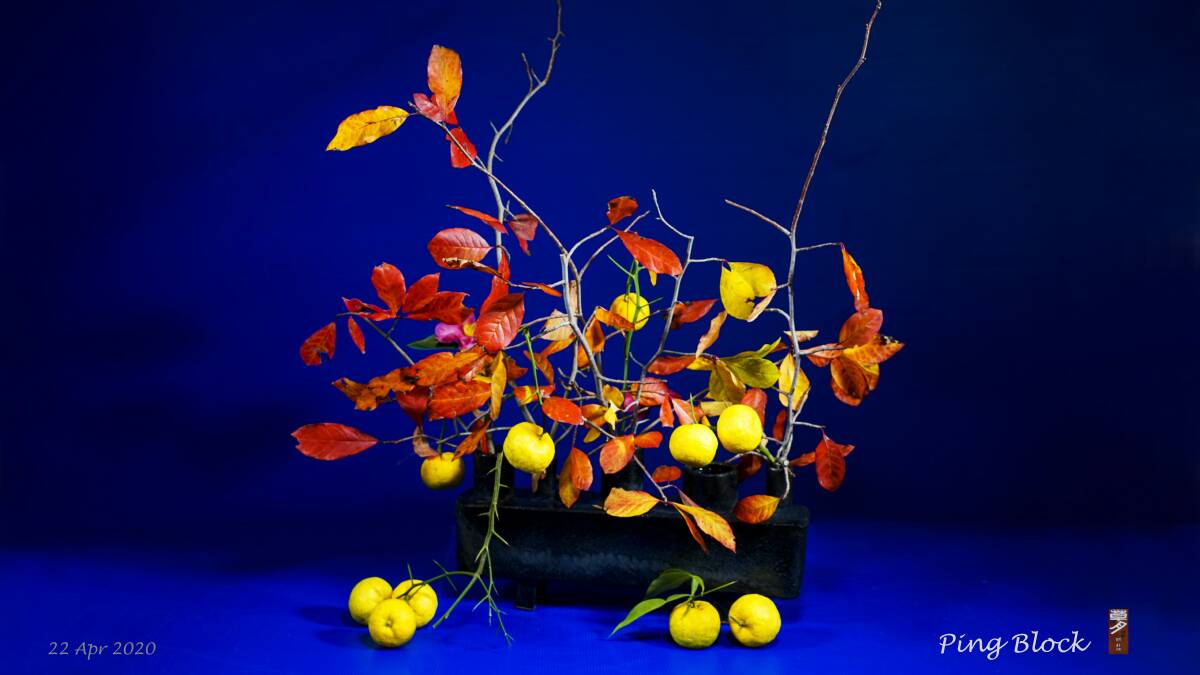 Ping Blocks ikebana arrangement of yuzu fruit with tupelo leaves. Picture: Ping Block
