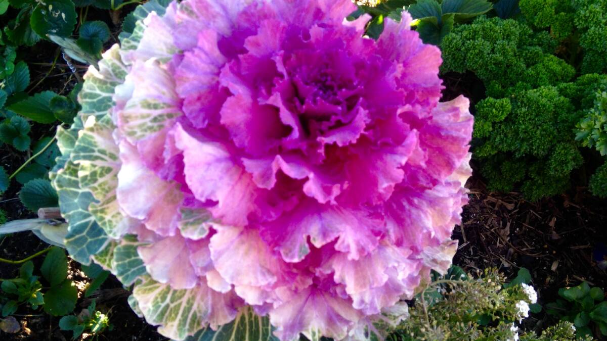Ornamental kale in the National Arboretum Discovery Kitchen Garden. Picture: Frank Parsons