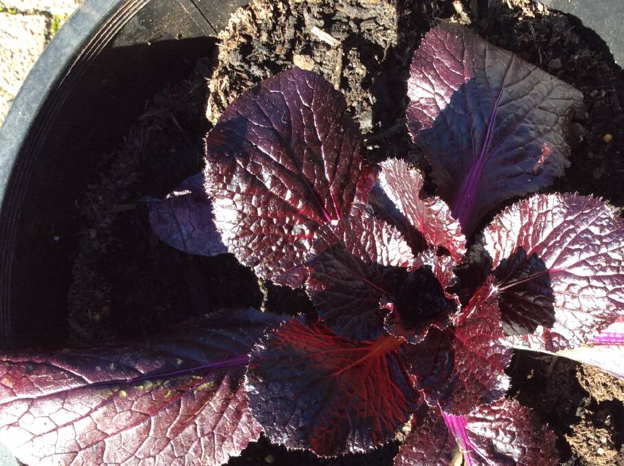 Red Chinese cabbage Oasis superfood. Picture: Susan Parsons