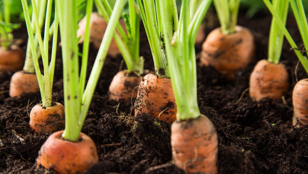 Can any readers give us tips on how to grow the perfect carrots? Picture Shutterstock