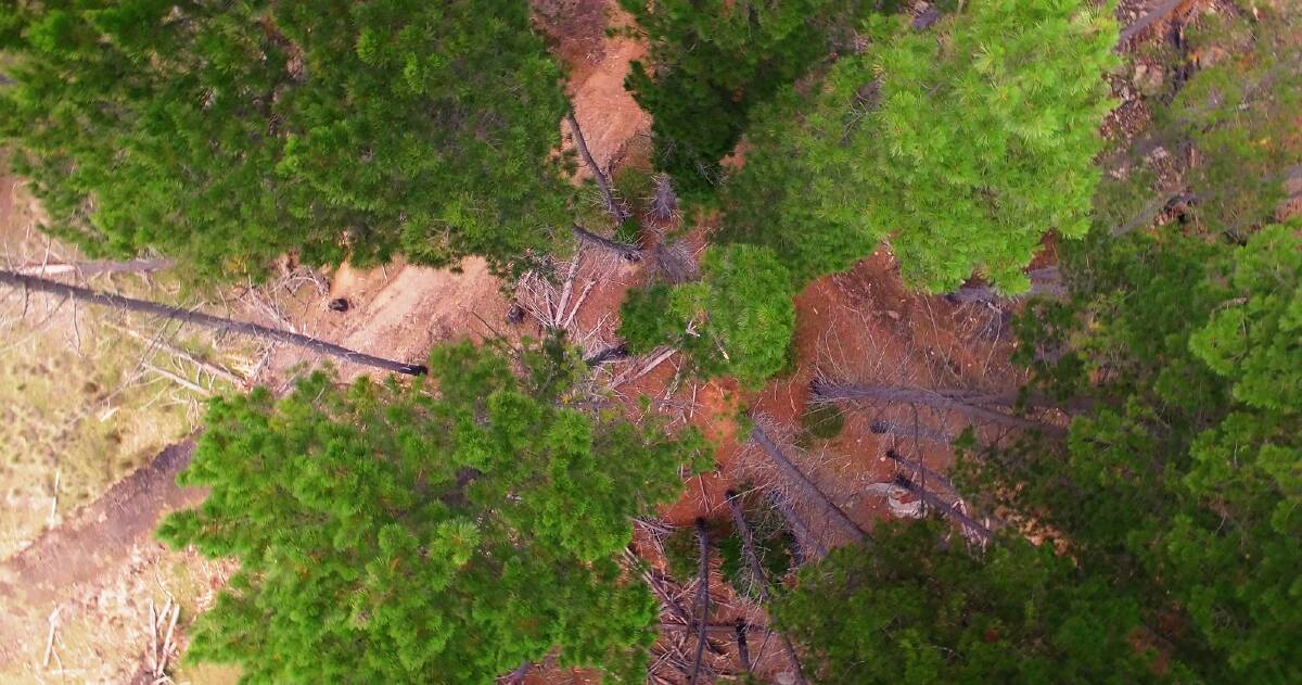  Marissa McDowell: Corin Forest - Drone Shot pine trees. Picture: Supplied