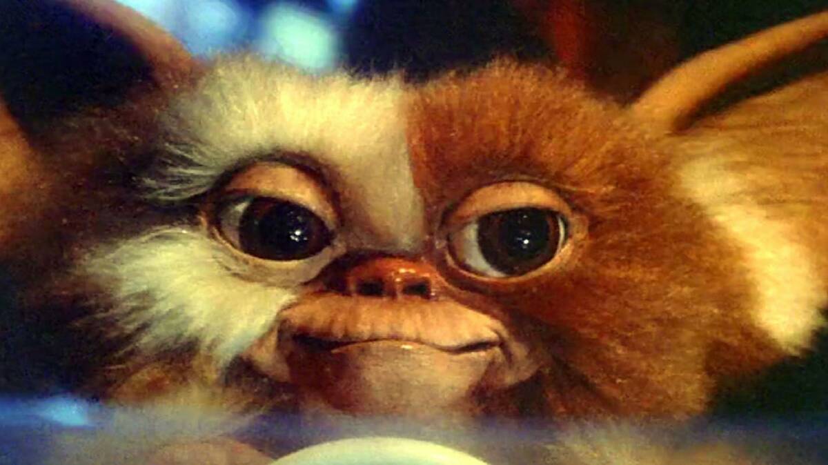 Gizmo the Mogwai before the problems begin in Gremlins. Picture: NFSA