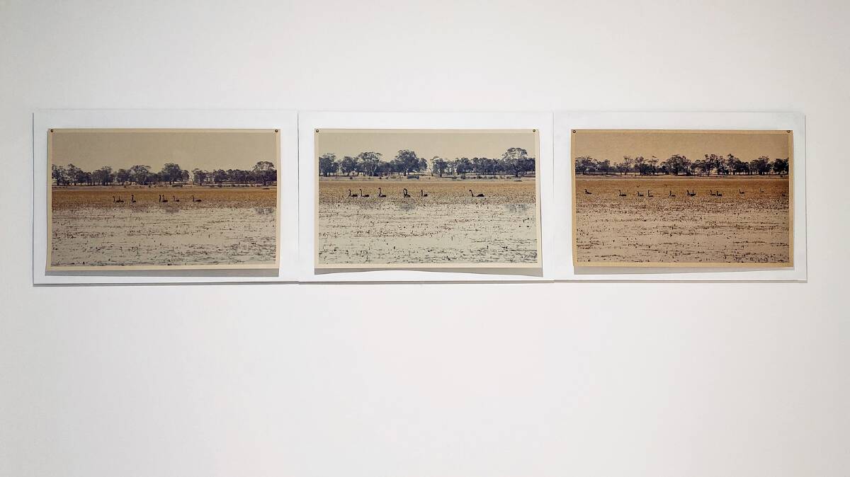 Claire Letitia Reynolds : Black Swans of Gunaduyen, Home of The First XI, Parts 1,2,3 (Installation View). Picture supplied