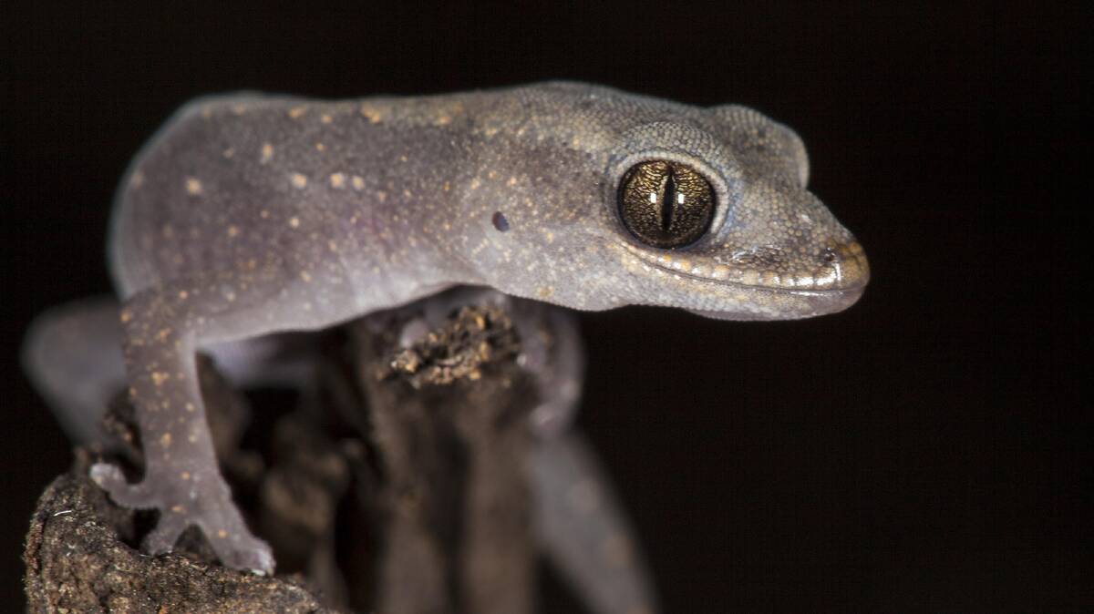 David Wong: Eastern Stone Gecko. Picture supplied