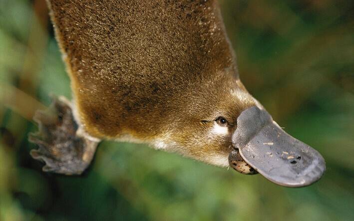 More information on the platypuses of Molongolo Reach