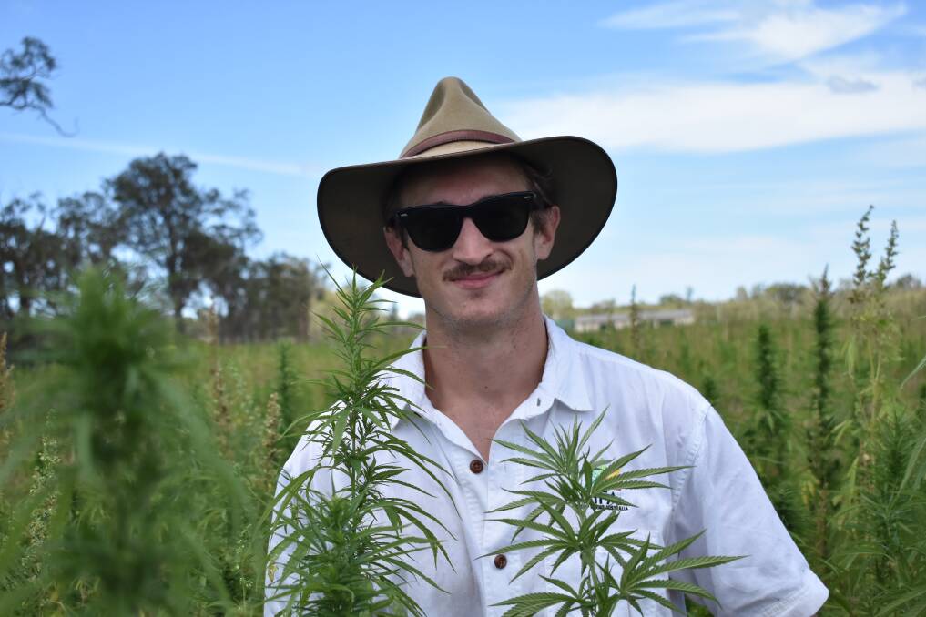 Lauchlan Grout, 27, surveying an industrial hemp crop.