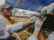 A veterinarian check health a cow to prevention foot-and-mouth disease in Bogor, West Java, Indonesia. Photo: Andi M Ridwan/INA Photo Agency/Sipa USA