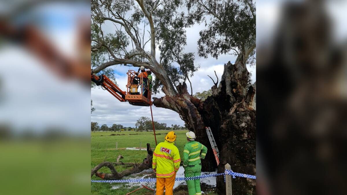 Secured: CFA and FFMV members watch as arborists assess the birthing tree in Talbot last Friday. Picture: Bonnie Chew.