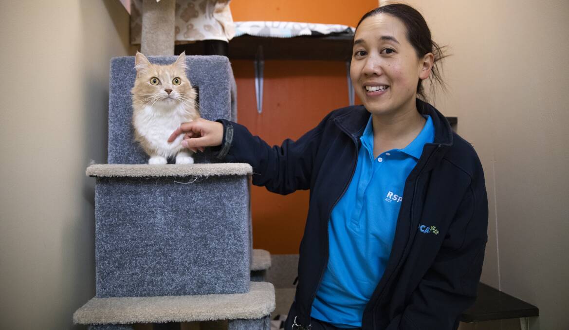 RSPCA vet Tamara Li-Iwanaga with cat Tomten at Tangos Cat Boarding where two cats were stolen during the early hours of Saturday. Picture: Keegan Carroll