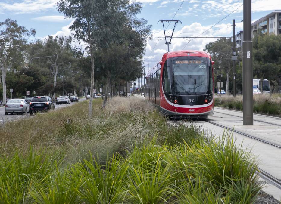 Native grass or weeds? The plants along the light rail corridor on Northbourne Avenue have sparked debate. Picture: Keegan Carroll