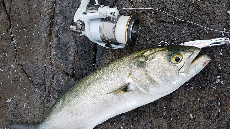 Flashy metal lures are working well in discoloured water. 