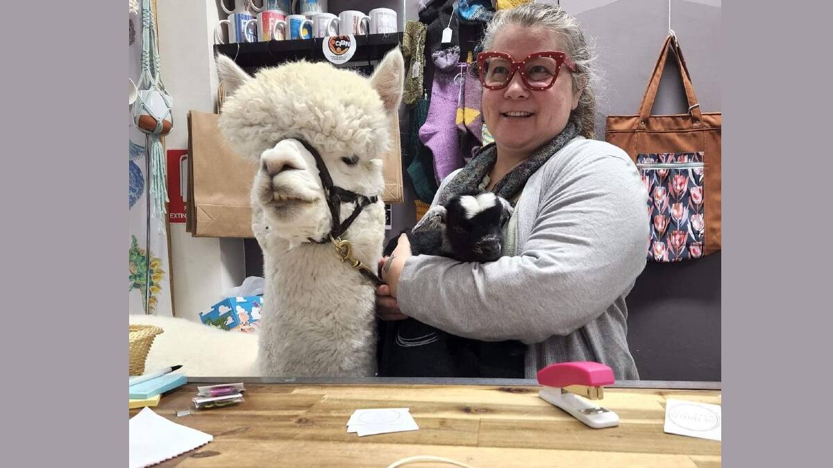 Hephner the alpaca and Billy Goat at The Markets Wanniassa with owner Fiona Lester. Picture supplied