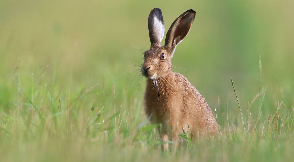 Hares are rarely seen around Canberra these days. Picture: Shutterstock
