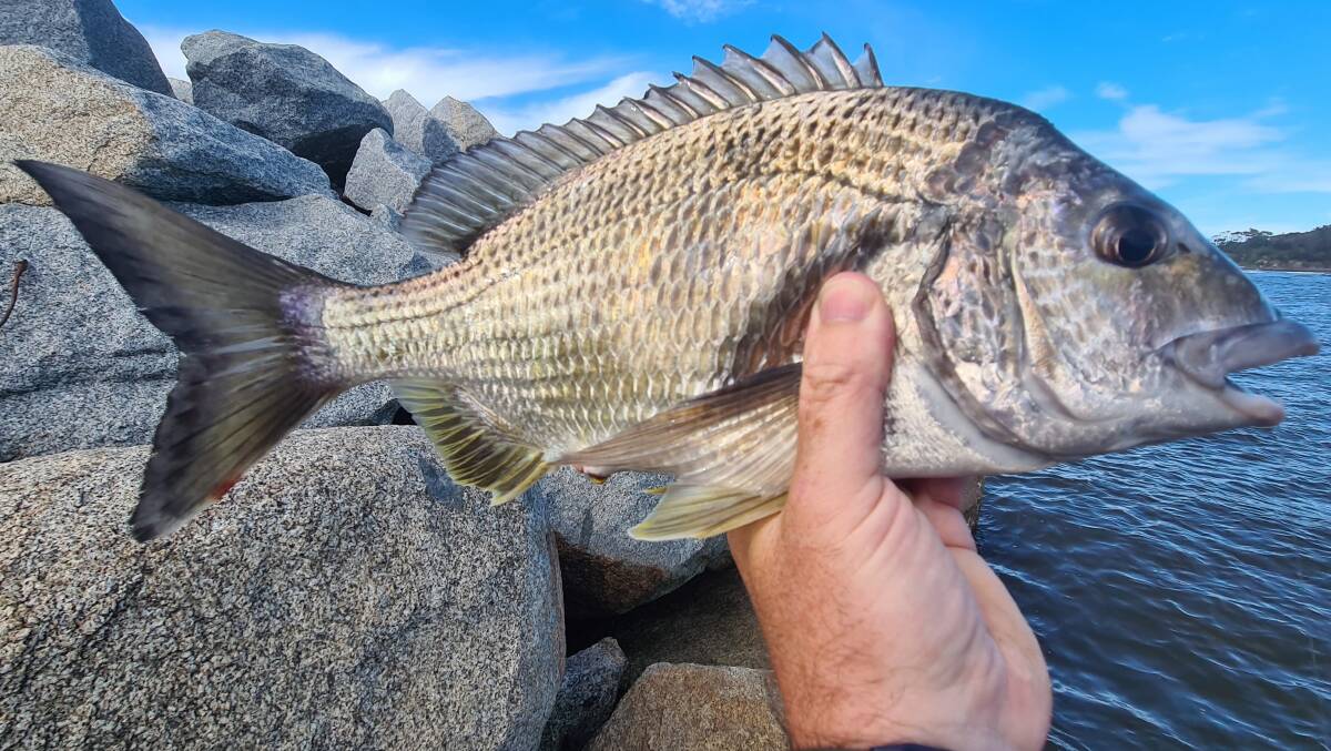 Big hungry bream, like this 40cm Moruya monster, are patrolling the estuaries.