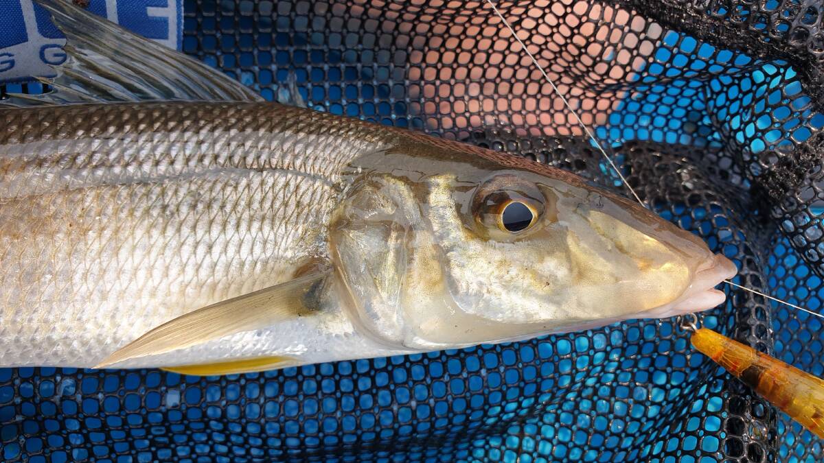 Warm water means excellent surface fishing for whiting and other species.