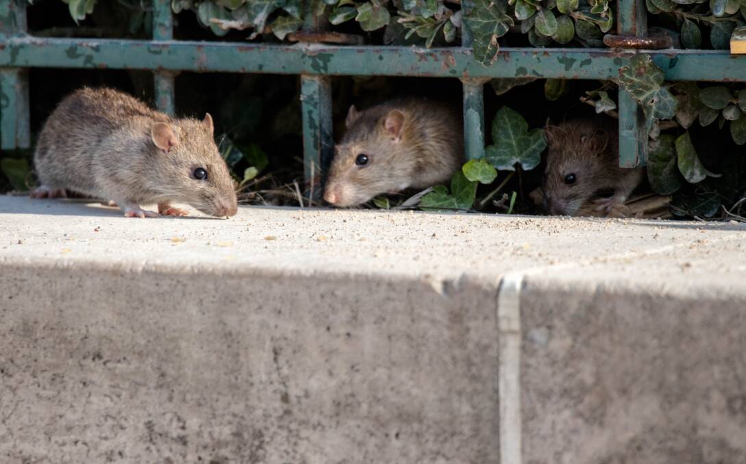 The ACT government wants to minimise the impact of the mouse plague if it hits the capital. Picture: Shutterstock