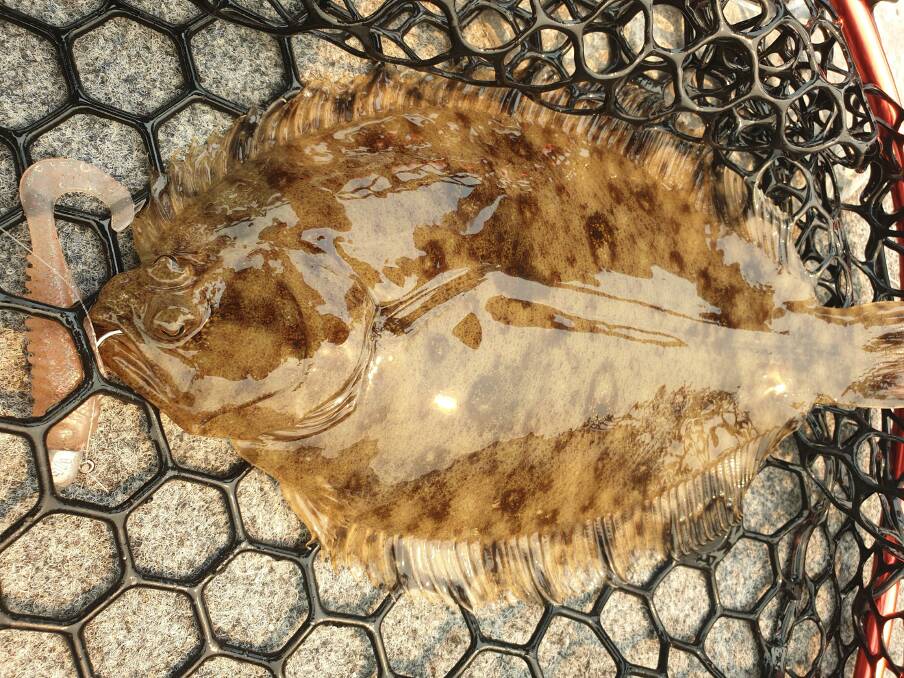 Flounder are prevalent in the south coast estuaries and will happily take a soft plastic lure meant for a flathead. 