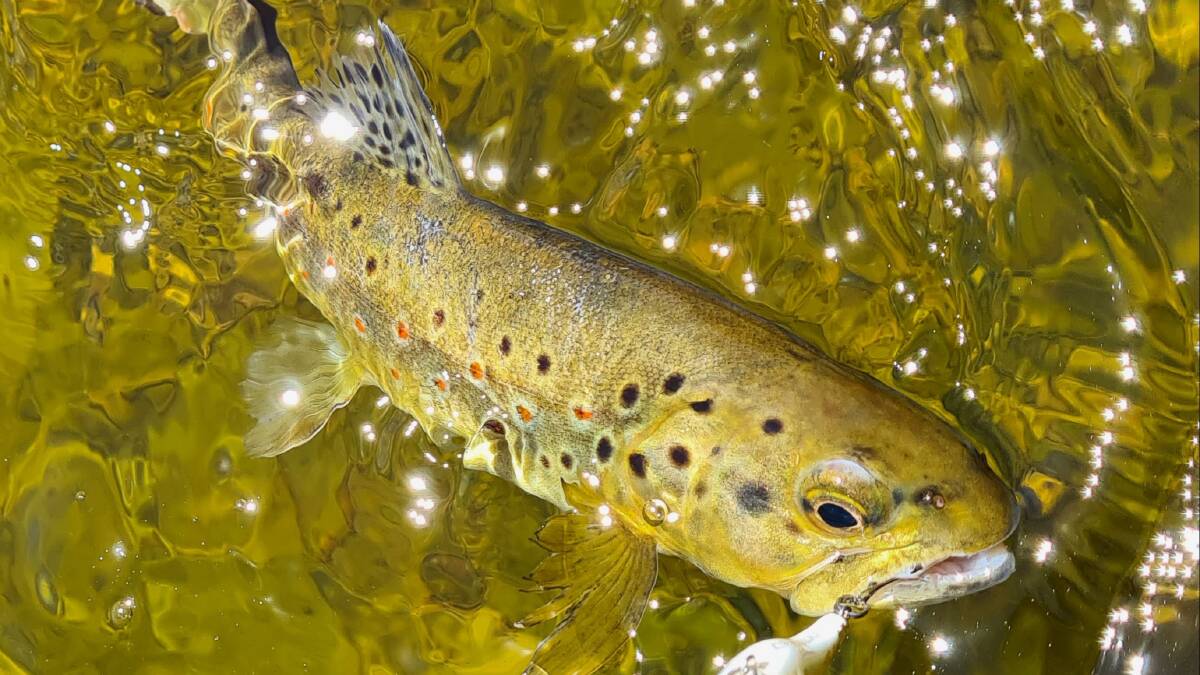 Its been a trout-friendly summer so far and the fish are loving it.