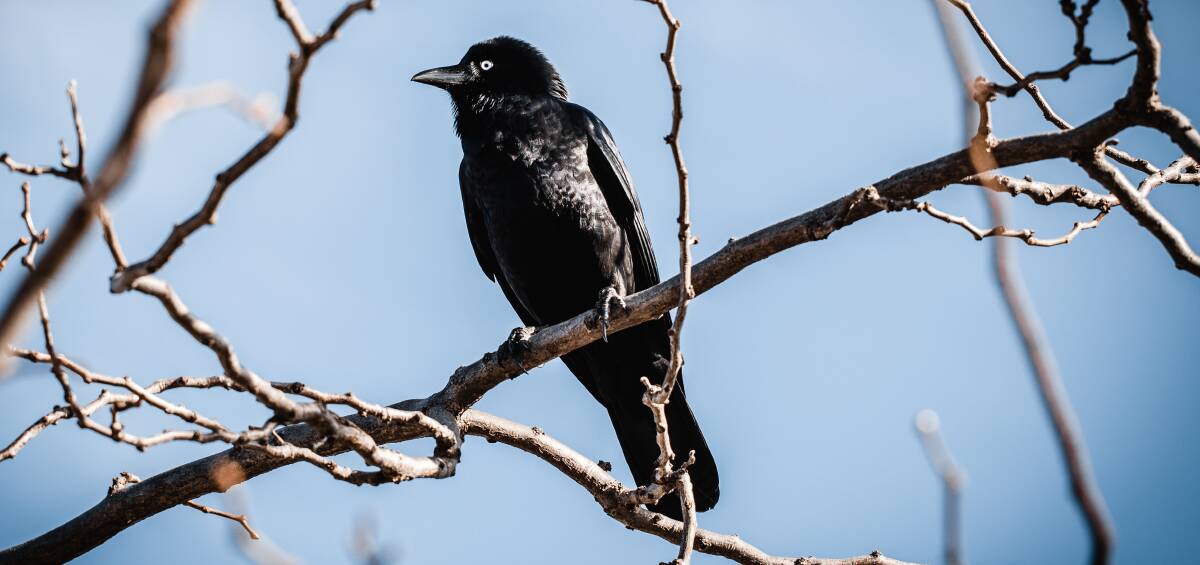 The Australian raven sits ... silently judging you. Picture: Shutterstock