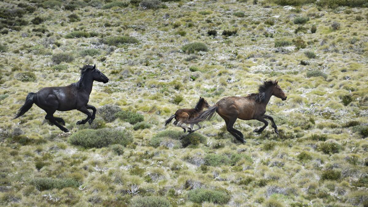 Brumbies flee from a helicopter in Mount Kosciuszko National Park. Picture by Finbar O'Mallon