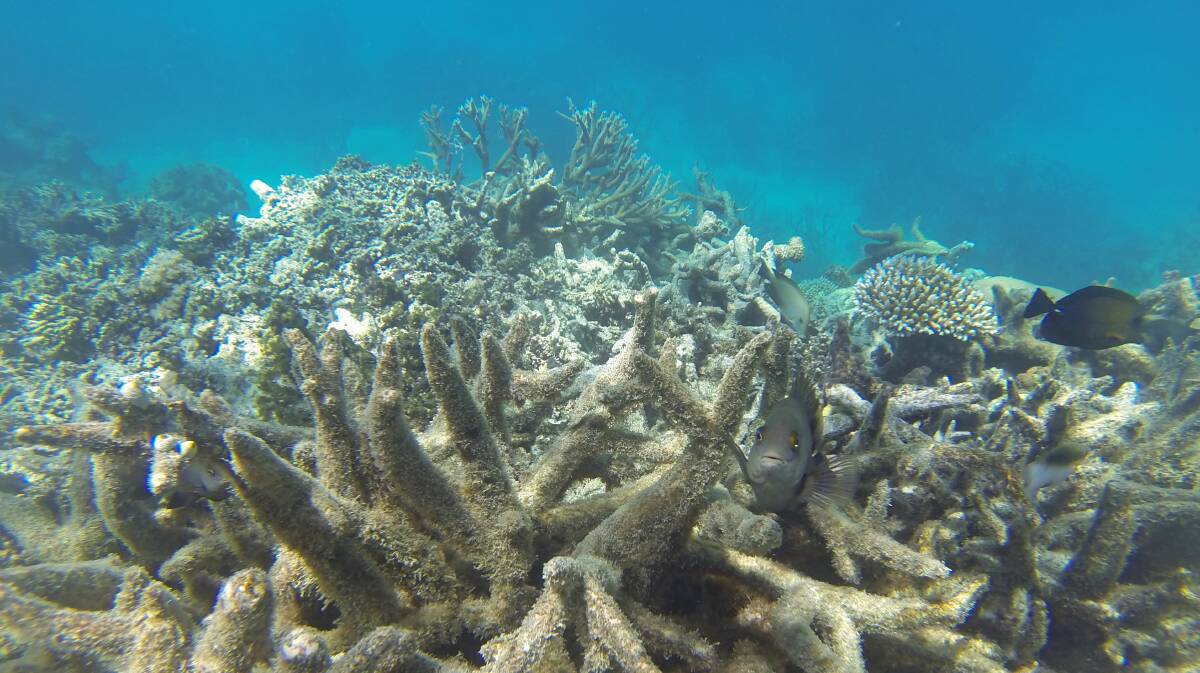 Coral bleaching is killing the world famous Great Barrier Reef. Picture Shutterstock