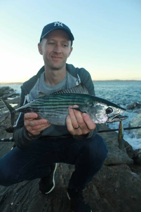 Bonito are providing good sport for anglers throwing lures from the south coast rocks.