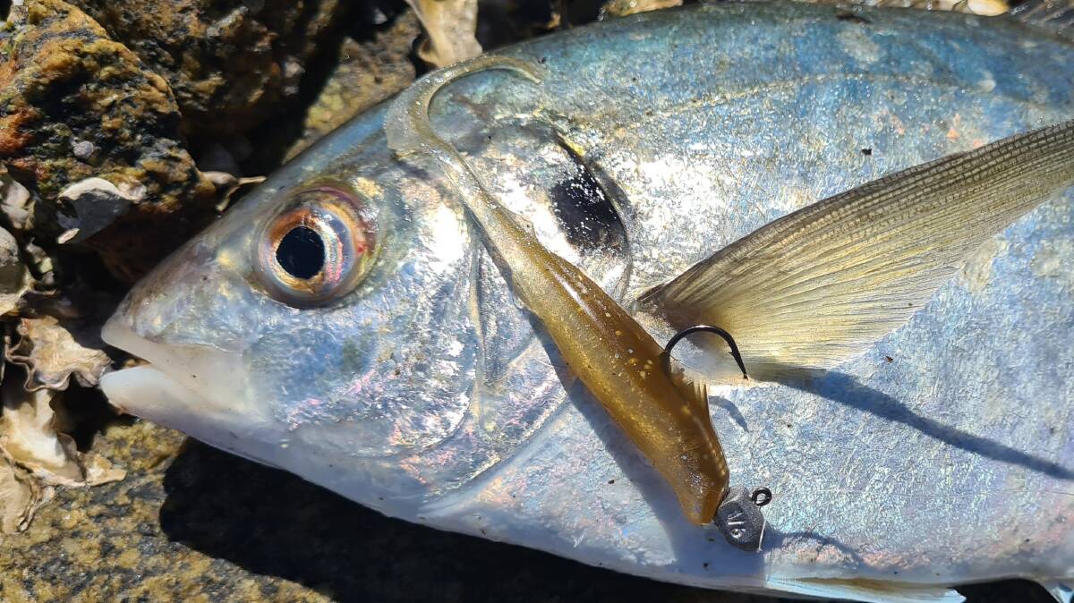 Silver trevally don't seem to mind the dirty water and have been a mainstay on the coast this summer.